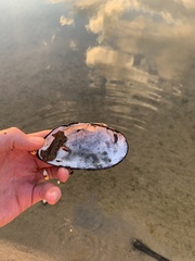 Uniomerus tetralasmus