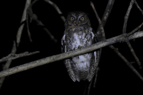 Rinjani Scops Owl (Otus jolandae), photo 6
