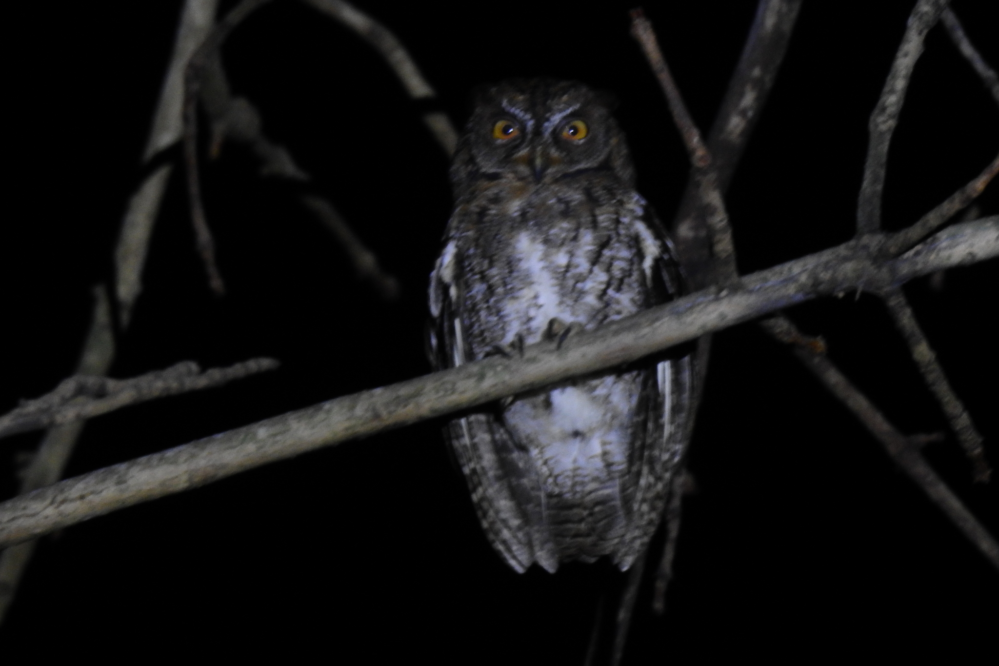 Rinjani Scops Owl (Otus jolandae), photo 7