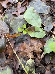 Stellaria media