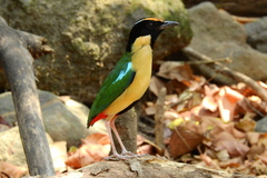 Ornate Pitta photo 2