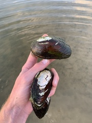 Uniomerus tetralasmus