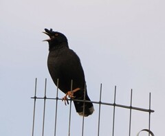 Acridotheres cristatellus