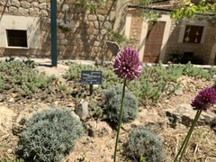 Allium ebusitanum