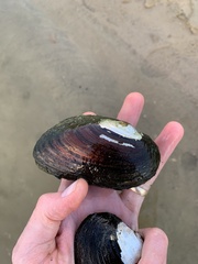 Uniomerus tetralasmus