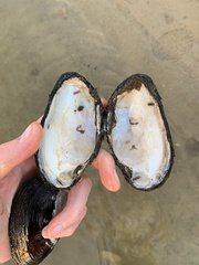 Uniomerus tetralasmus