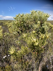 Leucadendron meridianum