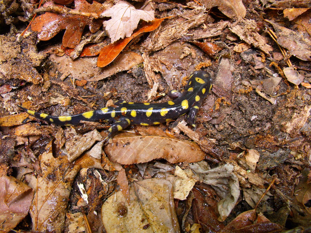 Eastern Tiger Salamander (Amphibians of Alabama) · iNaturalist