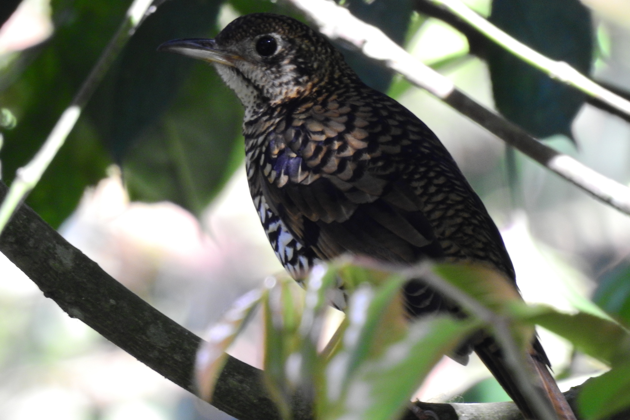 Scaly Thrush