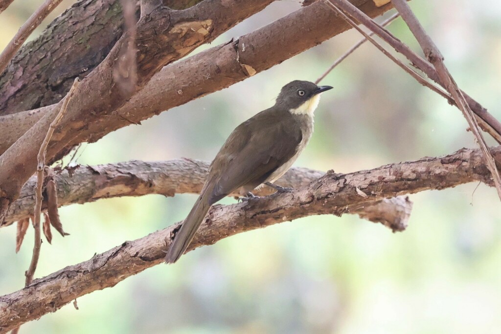 Pale-throated Greenbul photo