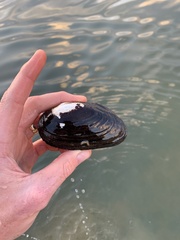 Uniomerus tetralasmus