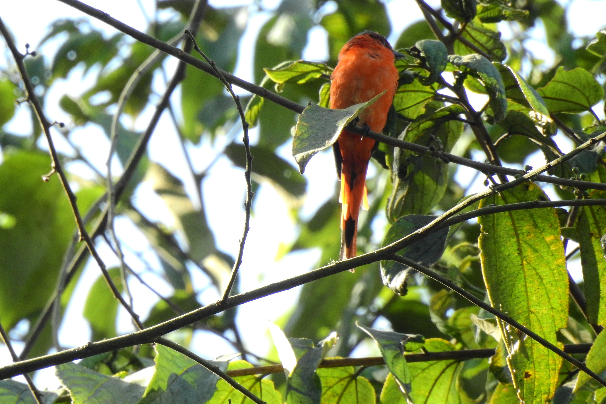 Sunda Minivet illustration