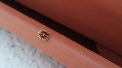 Hesperomyces virescens
