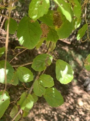 Crataegus viridis
