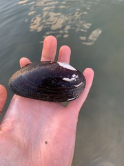 Uniomerus tetralasmus