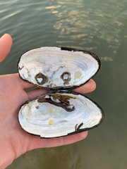 Uniomerus tetralasmus