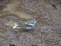Fringilla coelebs maderensis