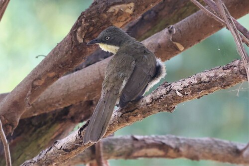 Pale-throated Greenbul (Atimastillas flavigula), photo 2