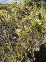 Leucadendron meridianum