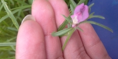 Misopates