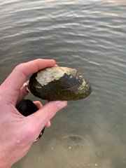 Uniomerus tetralasmus