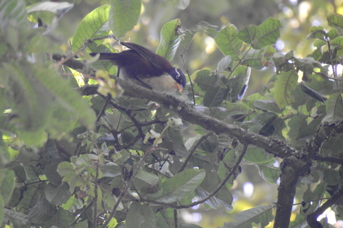 Javan Scimitar Babbler (Pomatorhinus montanus), photo 3