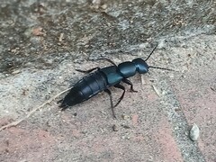 Ocypus ophthalmicus