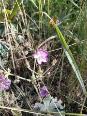Geranium viscosissimum