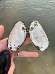 Uniomerus tetralasmus