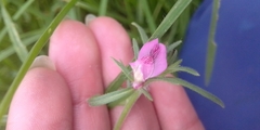 Misopates