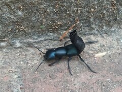Ocypus ophthalmicus