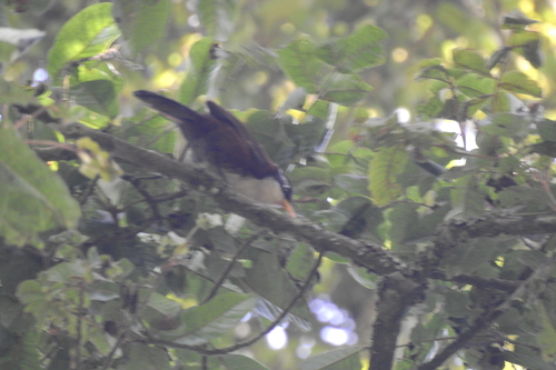 Javan Scimitar Babbler (Pomatorhinus montanus), photo 6