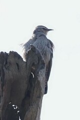 Climacteris picumnus