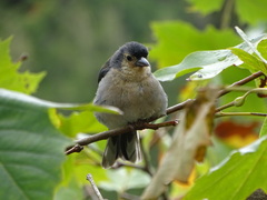Fringilla coelebs maderensis