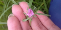 Misopates
