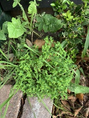 Euphorbia peplus