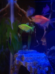 Gymnocorymbus ternetzi