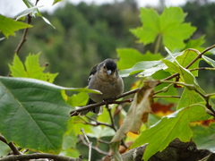 Fringilla coelebs maderensis