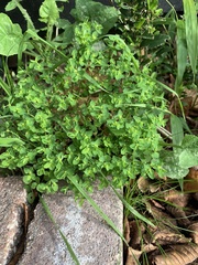 Euphorbia peplus