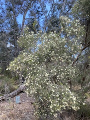 Melaleuca lanceolata