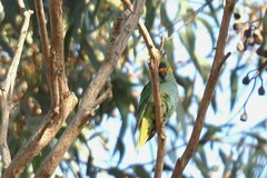 Parvipsitta porphyrocephala