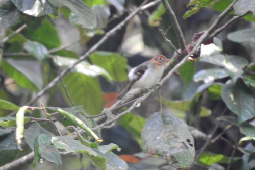 Sunda Warbler (Phylloscopus grammiceps), photo 7
