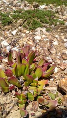 Acrodon purpureostylus