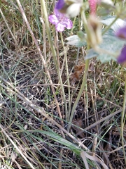 Geranium viscosissimum