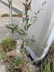 Lactuca serriola