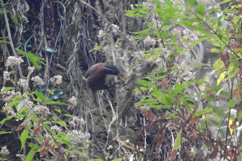 Javan Scimitar Babbler (Pomatorhinus montanus), photo 9