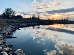 Uniomerus tetralasmus