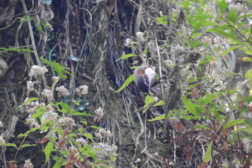 Javan Scimitar Babbler (Pomatorhinus montanus), photo 10