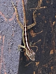 Anolis