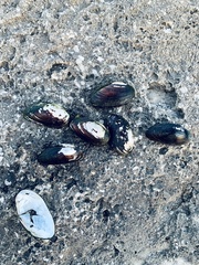 Uniomerus tetralasmus